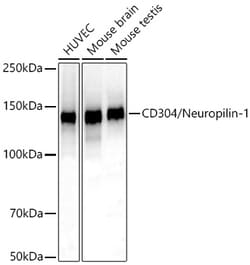 Invitrogen Neuropilin 1 Recombinant Rabbit Monoclonal Antibody (6J4A3):Antibodies:Primary