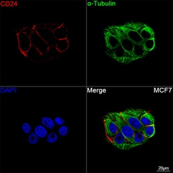 Invitrogen CD24 Recombinant Rabbit Monoclonal Antibody (2Y1X6):Antibodies:Primary