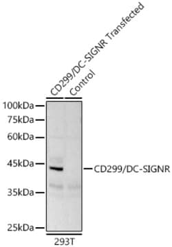 Invitrogen CD299 (DC-SIGN/L) Recombinant Rabbit Monoclonal Antibody (4O9A4)