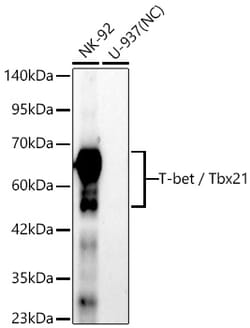 Invitrogen T-bet Recombinant Rabbit Monoclonal Antibody (9M7X6):Antibodies:Primary