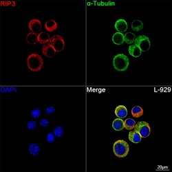 Invitrogen RIP3 Recombinant Rabbit Monoclonal Antibody (6Y1X3) 100 &mu;L;