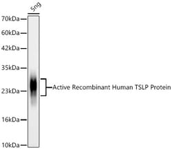 Invitrogen TSLP Recombinant Rabbit Monoclonal Antibody (3G9H1):Antibodies:Primary
