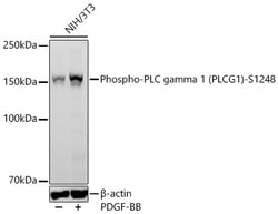 Invitrogen Phospho-PLCG1 (Ser1248) Recombinant Rabbit Monoclonal Antibody