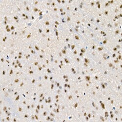 Invitrogen Phospho-Beclin 1 (Ser90) Recombinant Rabbit Monoclonal Antibody