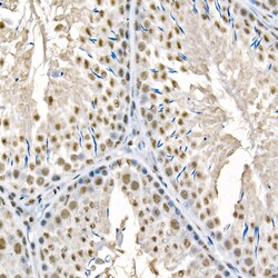 Invitrogen Phospho-Beclin 1 (Ser90) Recombinant Rabbit Monoclonal Antibody