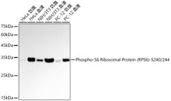 Invitrogen Phospho-S6 Ribosomal Protein (Ser240, Ser244) Recombinant Rabbit