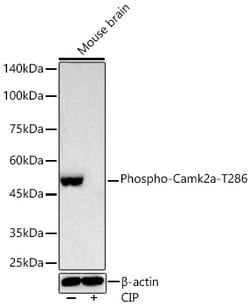 Invitrogen Phospho-CaMKII alpha (Thr286) Recombinant Rabbit Monoclonal