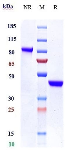 Invitrogen IL-17A Biosimilar Recombinant Monoclonal Antibody:Antibodies:Primary