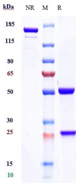 Invitrogen Inebilizumab Recombinant Monoclonal Antibody:Antibodies:Primary