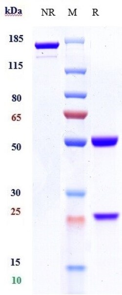Invitrogen Tafasitamab Recombinant Monoclonal Antibody 1 mg; Unconjugated:Antikörper