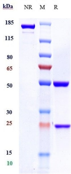 Invitrogen Rituximab Recombinant Monoclonal Antibody 1 mg; Unconjugated:Antibodies,