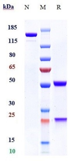 Invitrogen Obinutuzumab Recombinant Monoclonal Antibody:Anticorps:Anticorps