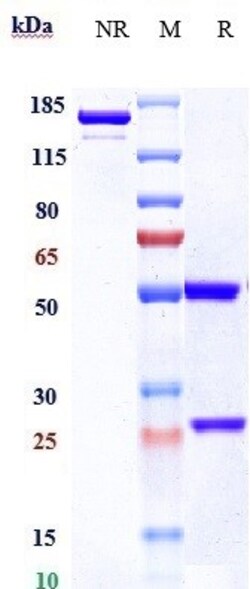 Invitrogen Brentuximab Recombinant Monoclonal Antibody 100 &mu;g; Unconjugated:Antibodies,
