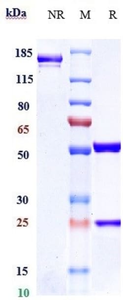 Invitrogen Vadastuximab Recombinant Monoclonal Antibody 1 mg; Unconjugated:Antibodies,