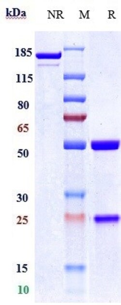 Invitrogen Naratuximab Recombinant Monoclonal Antibody 1 mg; Unconjugated:Antikörper