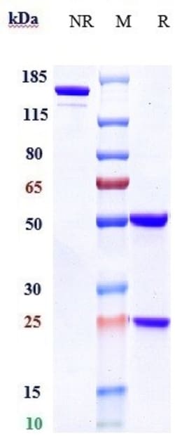 Invitrogen Daratumumab Recombinant Monoclonal Antibody 1 mg; Unconjugated:Antikörper