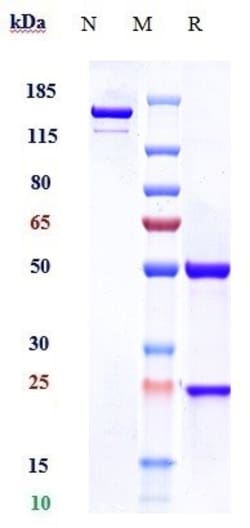 Invitrogen CD5 Biosimilar Recombinant Monoclonal Antibody:Anticorps:Anticorps