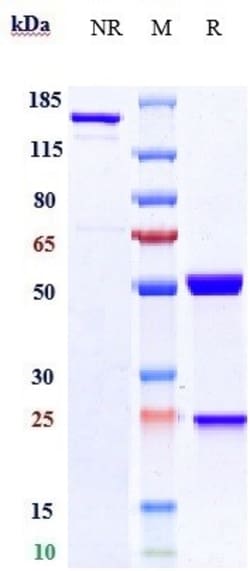 Invitrogen Amivantamab Recombinant Monoclonal Antibody 1 mg; Unconjugated:Antibodies,