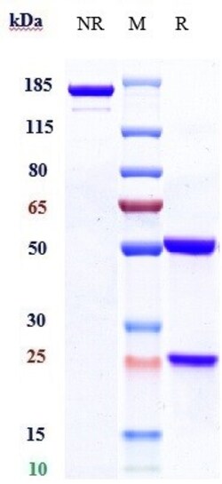 Invitrogen Telisotuzumab Recombinant Monoclonal Antibody 1 mg; Unconjugated:Anticorps,