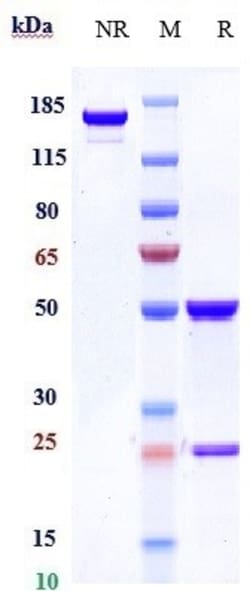 Invitrogen Onartuzumab Recombinant Monoclonal Antibody 100 &mu;g; Unconjugated:Antibodies,