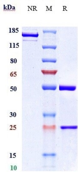 Invitrogen Pamrevlumab Recombinant Monoclonal Antibody 1 mg:Antibodies,