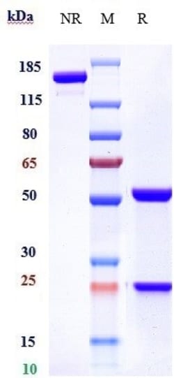 Invitrogen Quetmolimab Recombinant Monoclonal Antibody 1 mg; Unconjugated:Antibodies,