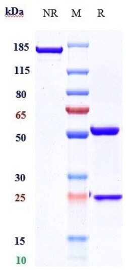 Invitrogen Ulocuplumab Recombinant Monoclonal Antibody 100 &mu;g; Unconjugated:Antibodies,