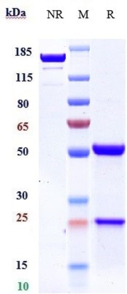 Invitrogen Rovalpituzumab Recombinant Monoclonal Antibody 100 &mu;g, Unconjugated:Antibodies,