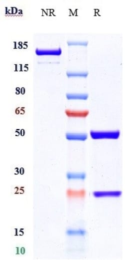 Invitrogen Conatumumab Recombinant Monoclonal Antibody 1 mg; Unconjugated:Antibodies,