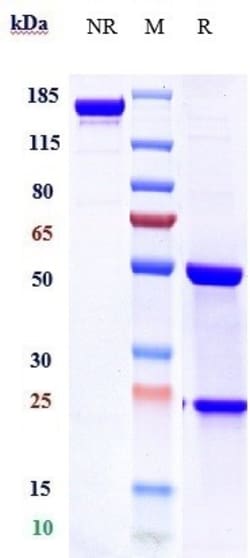 Invitrogen Tigatuzumab Recombinant Monoclonal Antibody:Antikörper:Primärantikörper