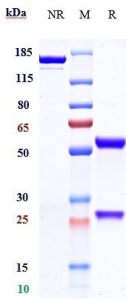 Invitrogen Cetuximab Recombinant Monoclonal Antibody 1 mg; Unconjugated:Antikörper