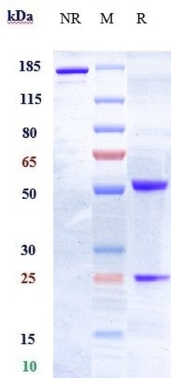 Invitrogen EphA2 Biosimilar Recombinant Monoclonal Antibody 100 &mu;g;