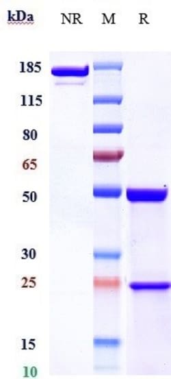 Invitrogen Rozanolixizumab Recombinant Monoclonal Antibody 100 &mu;g; Unconjugated:Antibodies,