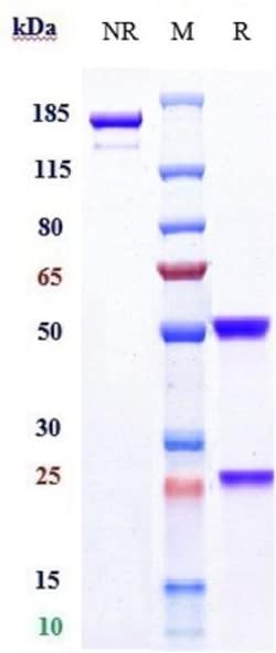 Invitrogen Mirvetuximab Recombinant Monoclonal Antibody 100 &mu;g:Antibodies,