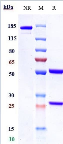 Invitrogen Codrituzumab Recombinant Monoclonal Antibody:Antibodies:Primary