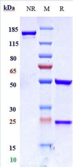 Invitrogen Disitamab Recombinant Monoclonal Antibody 1 mg; Unconjugated:Antibodies,