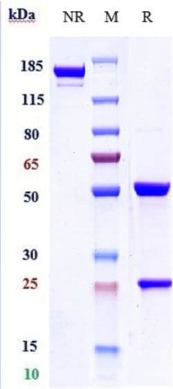 Invitrogen Trastuzumab Recombinant Monoclonal Antibody 100 &mu;g; Unconjugated:Antibodies,