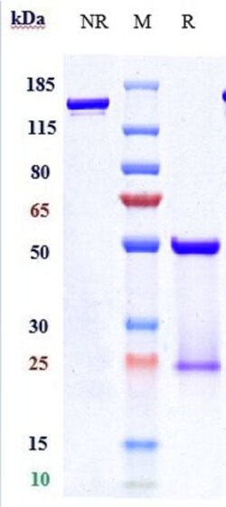 Invitrogen Pertuzumab Recombinant Monoclonal Antibody:Antibodies:Primary