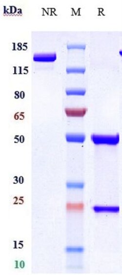 Invitrogen Brodalumab Recombinant Monoclonal Antibody 1 mg; Unconjugated:Antibodies,