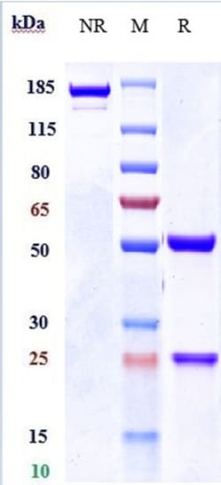 Invitrogen Nidanilimab Recombinant Monoclonal Antibody 100 &mu;g; Unconjugated:Antibodies,
