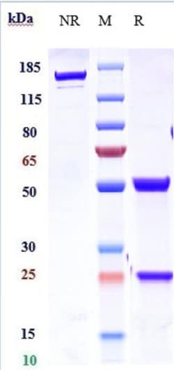Invitrogen IL-21 Biosimilar Recombinant Monoclonal Antibody:Anticorps:Anticorps