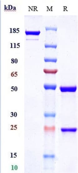 Invitrogen Clazakizumab Recombinant Monoclonal Antibody 1 mg; Unconjugated:Antibodies,