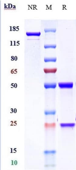 Invitrogen Sarilumab Recombinant Monoclonal Antibody 1 mg; Unconjugated:Antibodies,