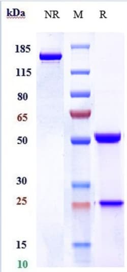 Invitrogen Lacutamab Recombinant Monoclonal Antibody 100 &mu;g; Unconjugated:Antibodies,