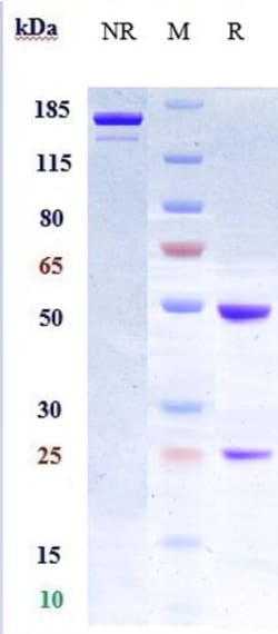 Invitrogen LIF Biosimilar Recombinant Monoclonal Antibody:Antibodies:Primary