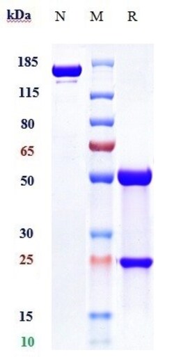Invitrogen LILRB4 (CD85k) Biosimilar Recombinant Monoclonal Antibody:Antibodies:Primary