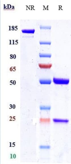 Invitrogen Enfortumab Recombinant Monoclonal Antibody 1 mg; Unconjugated:Antibodies,