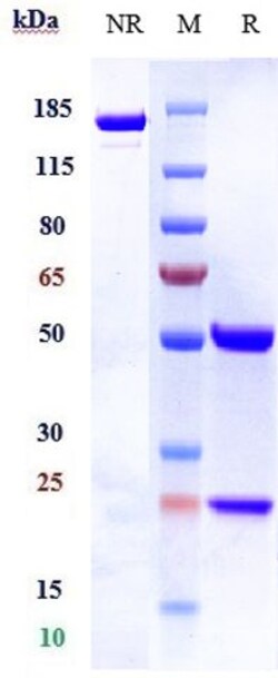 Invitrogen Tesnatilimab Recombinant Monoclonal Antibody 100 &mu;g; Unconjugated:Antibodies,