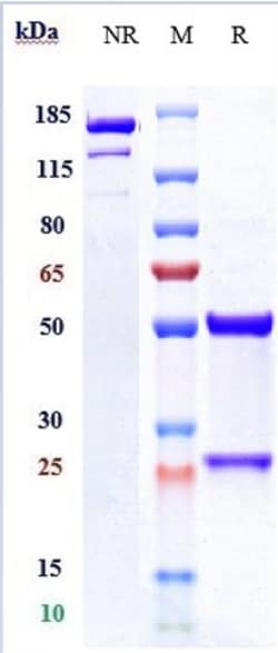 Invitrogen Oleclumab Recombinant Monoclonal Antibody:Antibodies:Primary