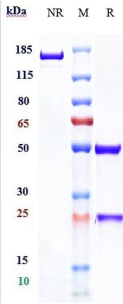 Invitrogen Spartalizumab Recombinant Monoclonal Antibody 1 mg; Unconjugated:Anticorps,